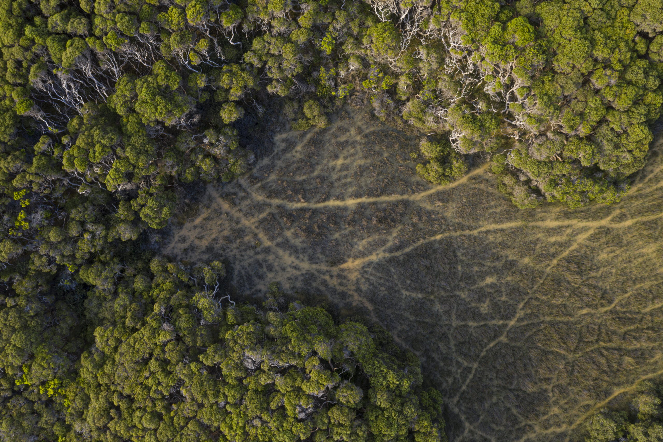 Featured image for “Indigenous first: Impact first. ”